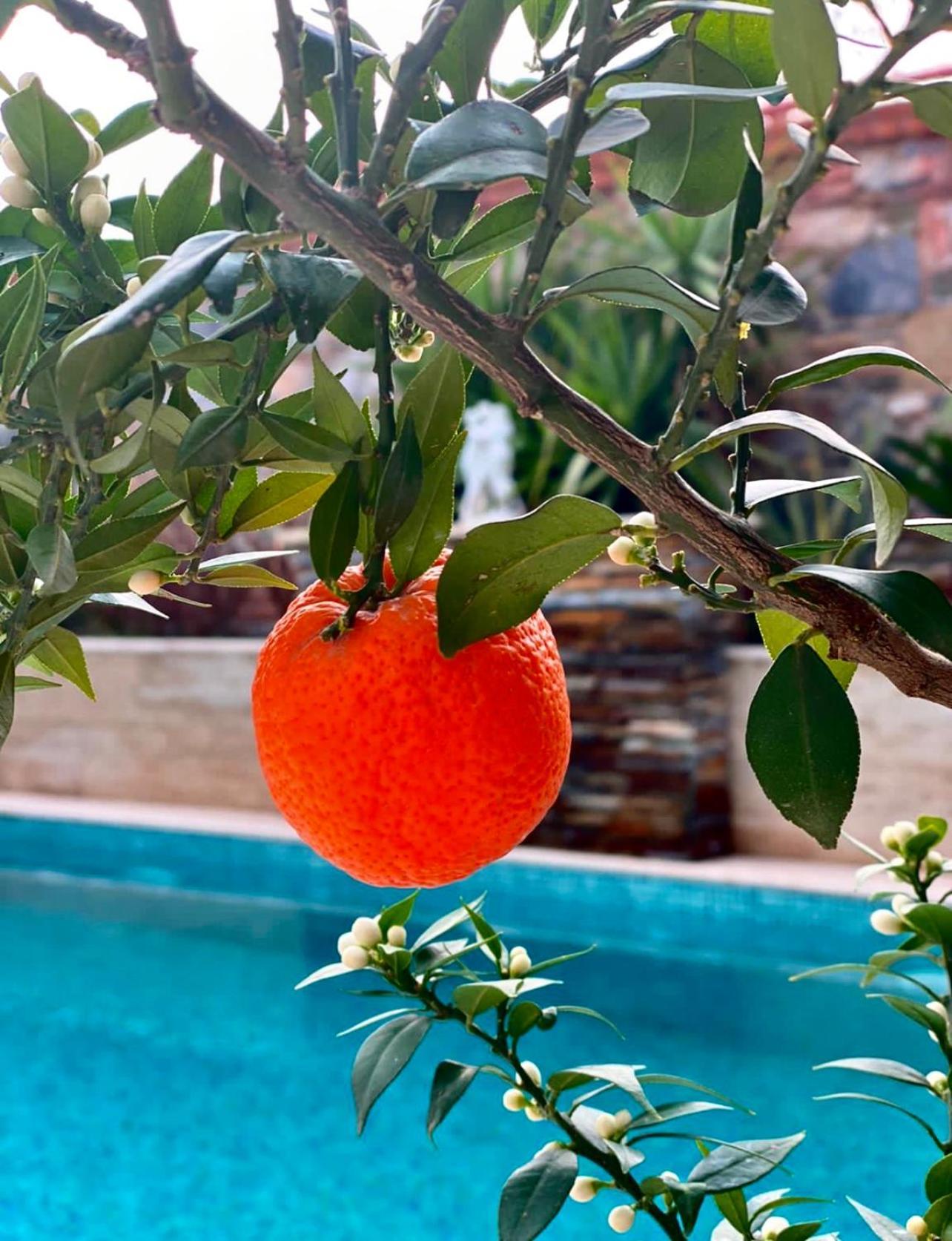 Hotel Livia Garden Selçuk